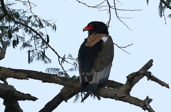 Ngorongoro