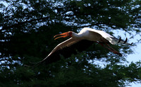 Yellow-billed stork - Malilangwe