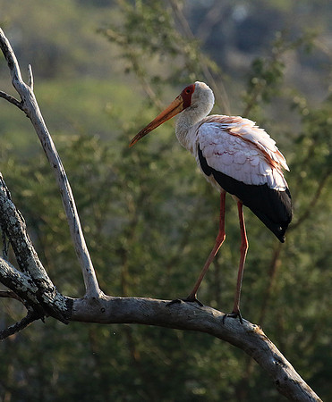 Yellow-billed stork - Malilangwe