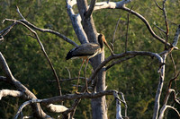Yellow-billed stork - Malilangwe