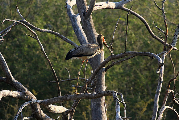 Yellow-billed stork - Malilangwe