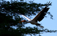 Yellow-billed stork - Malilangwe