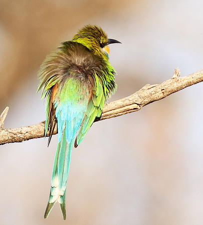Swallow-tailed bee-eater - Mana Pools NP