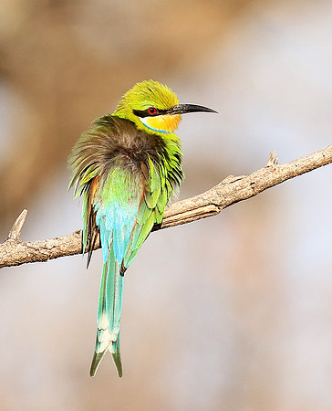 Swallow-tailed bee-eater - Mana Pools NP