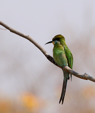 Swallow-tailed bee-eater - Hwange BP