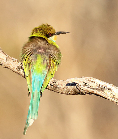 Swallow-tailed bee-eater - Mana Pools NP