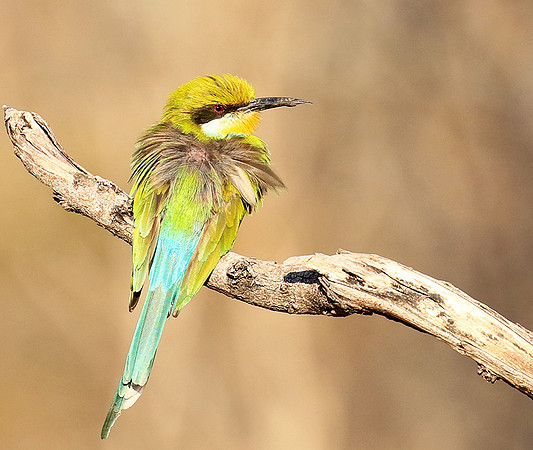 Swallow-tailed bee-eater - Mana Pools NP