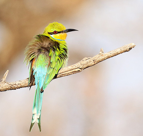 Swallow-tailed bee-eater - Mana Pools NP