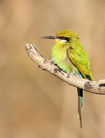 Swallow-tailed bee-eater - Mana Pools NP