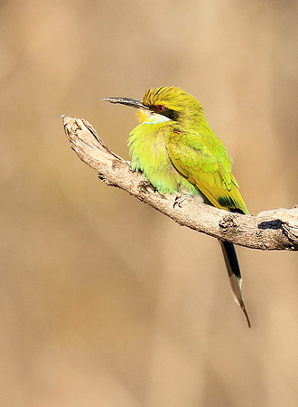 Swallow-tailed bee-eater - Mana Pools NP