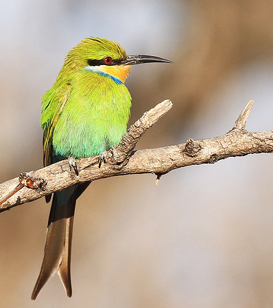 Swallow-tailed bee-eater - Mana Pools NP