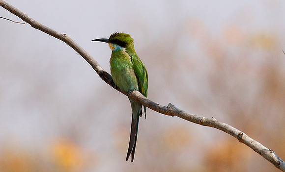 Swallow-tailed bee-eater - Hwange BP