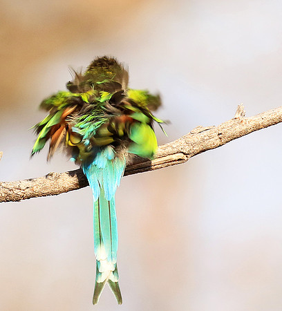 Swallow-tailed bee eater - Mana Pools National Park