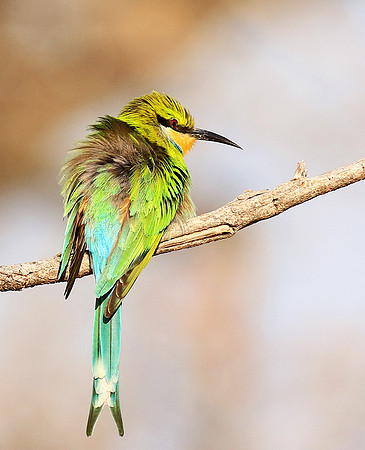 Swallow-tailed bee eater - Mana Pools National Park