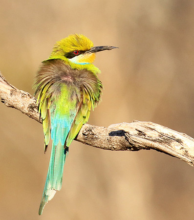Swallow-tailed bee-eater - Mana Pools NP
