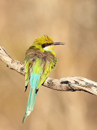 Swallow-tailed bee-eater - Mana Pools NP
