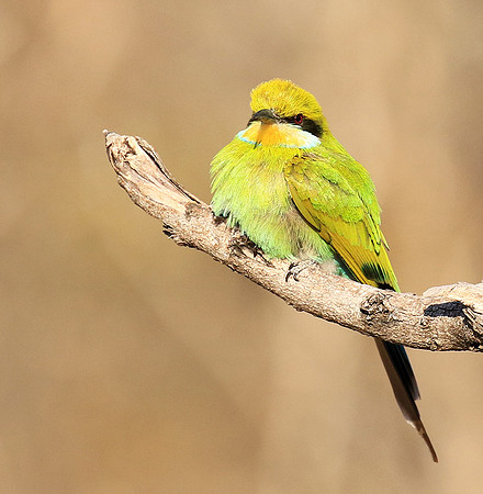 Swallow-tailed bee-eater - Mana Pools NP