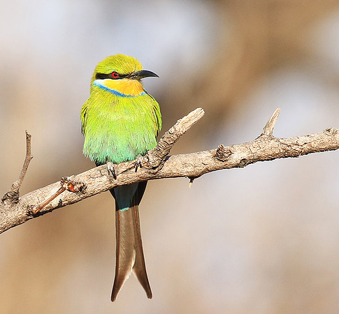 Swallow-tailed bee-eater - Mana Pools NP