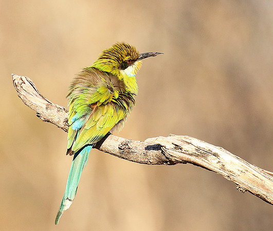 Swallow-tailed bee-eater - Mana Pools NP