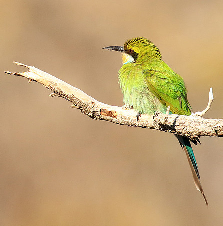 Swallow-tailed bee-eater - Mana Pools NP
