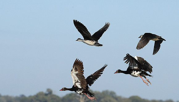 Knob-billed ducks - Kafue NP