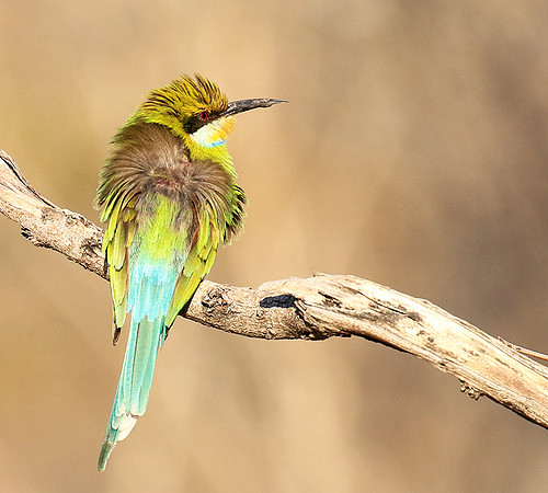 Swallow-tailed bee-eater - Mana Pools NP