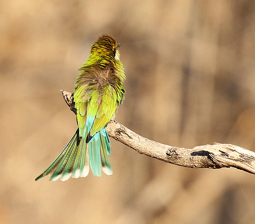 Swallow-tailed bee-eater - Mana Pools NP