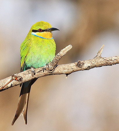 Swallow-tailed bee-eater - Mana Pools NP