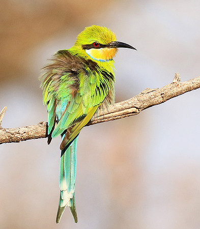 Swallow-tailed bee eater - Mana Pools National Park