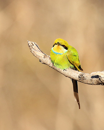 Swallow-tailed bee-eater - Mana Pools NP