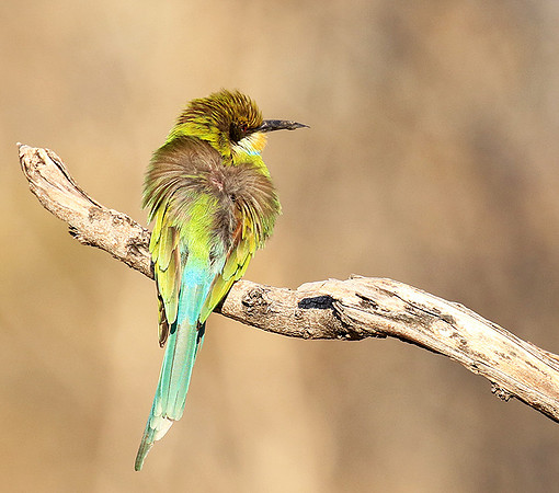 Swallow-tailed bee-eater - Mana Pools NP