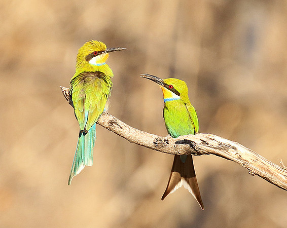 Swallow-tailed bee-eater - Mana Pools NP