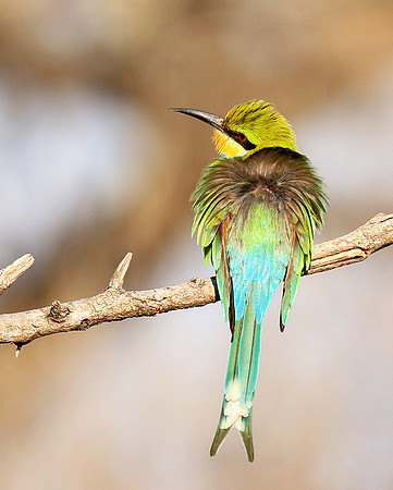 Swallow-tailed bee-eater - Mana Pools NP