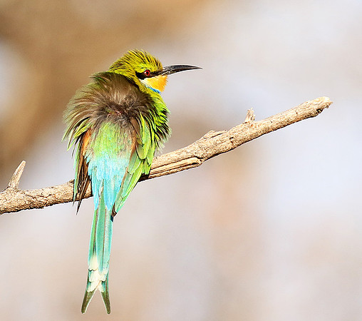Swallow-tailed bee-eater - Mana Pools NP