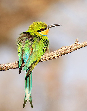 Swallow-tailed bee eater - Mana Pools National Park