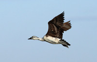 Knob-billed ducks - Kafue NP