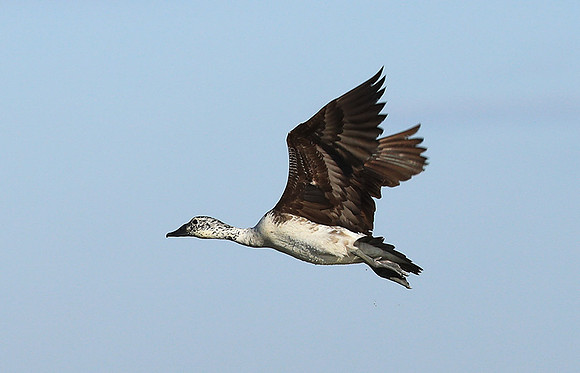Knob-billed ducks - Kafue NP