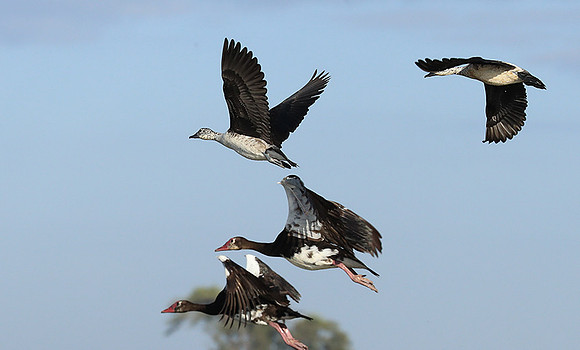 Knob-billed ducks - Kafue NP