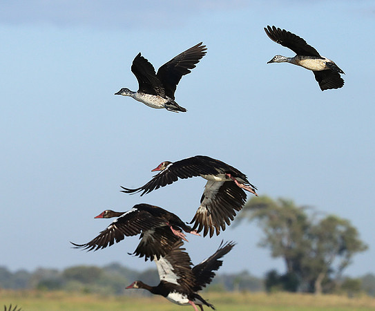 Knob-billed ducks - Kafue NP