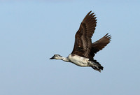 Knob-billed ducks - Kafue NP
