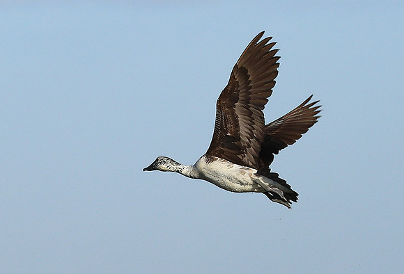 Knob-billed ducks - Kafue NP
