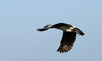 Knob-billed ducks - Kafue NP