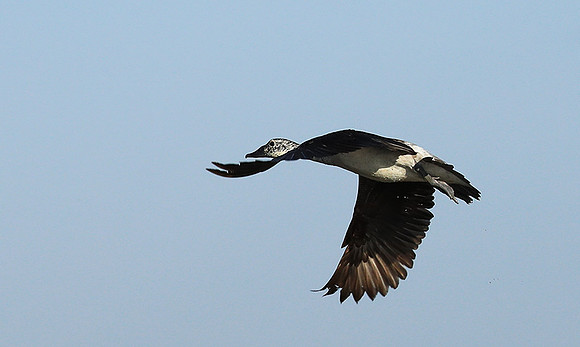 Knob-billed ducks - Kafue NP