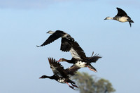 Knob-billed ducks - Kafue NP