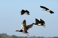 Knob-billed ducks - Kafue NP