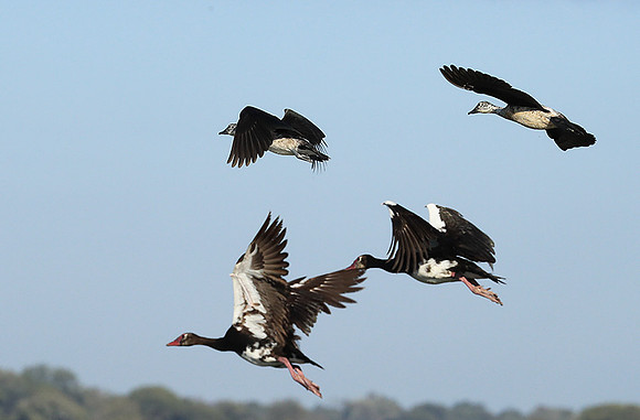 Knob-billed ducks - Kafue NP