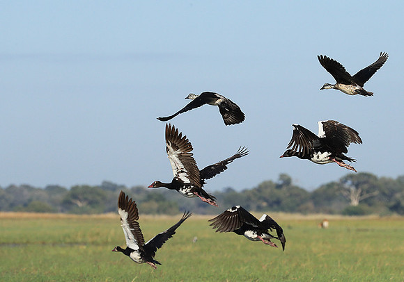 Knob-billed ducks - Kafue NP