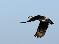 Knob-billed ducks - Kafue NP