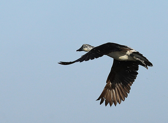 Knob-billed ducks - Kafue NP