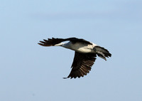 Knob-billed ducks - Kafue NP